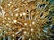 Free Coral Detail Stock Photos - 898863