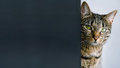Free Cat With Copy Space Stock Photography - 8908572
