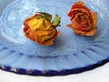 Free Dry Roses 87 On Blue Plate Stock Photo - 8908590