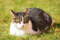 Free Cat With Devilish Look Stock Photography - 8909802