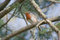 Free Robin In Pine Tree Royalty Free Stock Image - 8903776