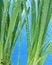 Free Fresh Grass Stock Photos - 8906493