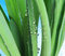 Free Water Drops Royalty Free Stock Image - 8906616