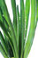 Free Greens Stock Image - 8906751