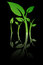 Free Leaves Stock Photos - 8907073