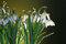 Free Flowers Royalty Free Stock Photos - 8907598