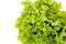 Free Fresh Green Leaf Stock Image - 8909901