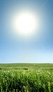 Free Meadow Of Grass Royalty Free Stock Image - 8913356