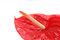Free Anthurium Royalty Free Stock Photos - 8911048