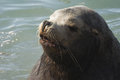 Free Northern Sea-lion (Eumetopias Jubatus) Royalty Free Stock Photography - 8920637