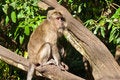 Free Monkey Sitting On The Tree, Stock Image - 8920641