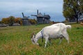Free Goats Are Grazed On A Meadow Stock Photo - 8921740