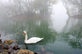 Free Swan Stock Photos - 8921793