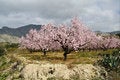 Free Almond Trees Stock Photo - 8922200