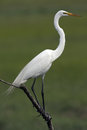 Free Great Egret Stock Photo - 8922580