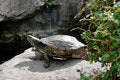 Free Turtle In Crocodile Pond, Wat Pho Stock Images - 8926134