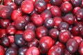Free Wild Cranberries Stock Image - 8926721