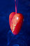 Free Heart Stock Images - 8920394
