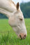 Free White Horse Stock Photo - 8921920