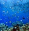 Free Coral Reefs Stock Photography - 8922562