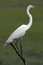 Free Great Egret Stock Photo - 8922580