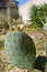 Free Close-up Cactus In Garden Royalty Free Stock Image - 8926106