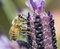 Free Bee On Flower Stock Images - 8927964
