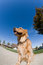Free Dog Against A Blue Sky Stock Photography - 8929552
