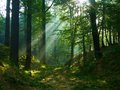 Free Morning In A Greenwood Royalty Free Stock Images - 8932149