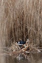 Free Common Coot Royalty Free Stock Photos - 8932578