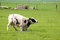 Free Cow Is Standing Up In A Fresh Meadow Stock Images - 8932144