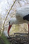 Free Stork In The Nest Royalty Free Stock Photo - 8935265