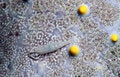 Free Emperor Shrimp Stock Photos - 8942473