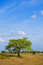 Free Lone Tree Stock Images - 8943884