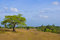 Free Lone Tree Stock Images - 8944144