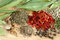 Free Piles Of Spices Royalty Free Stock Images - 8949259