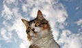 Free Cat And Clouds Royalty Free Stock Photo - 8950495