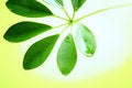 Free Freshness Stock Image - 8950941