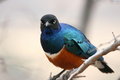 Free Superb Starling Royalty Free Stock Images - 8951489