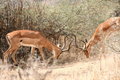 Free Impalas Fighting Royalty Free Stock Photos - 8951878
