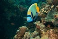Free Emperor Angelfish Stock Photography - 8952572