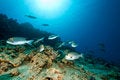 Free Bigeye Emperor, Coral And Ocean Royalty Free Stock Image - 8955256