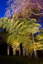 Free Bamboo Forest Stock Photo - 8955830