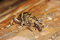Free Pine Weevil Royalty Free Stock Images - 8950519