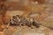 Free Pine Weevil Stock Photos - 8950523