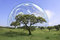 Free Field Landscape With Trees Royalty Free Stock Images - 8950779