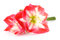 Free Amaryllis Stock Images - 8957664
