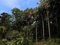 Free Botanical Garden In Funchal Royalty Free Stock Images - 8961079