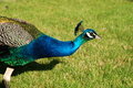 Free Peacock Family Royalty Free Stock Photo - 8961275