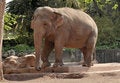 Free Female Elephant Royalty Free Stock Image - 8961276